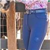 Hanna Childs Ultra Chic Ramy Navy Blue High Rise Knee Patch Stretch Breech $229